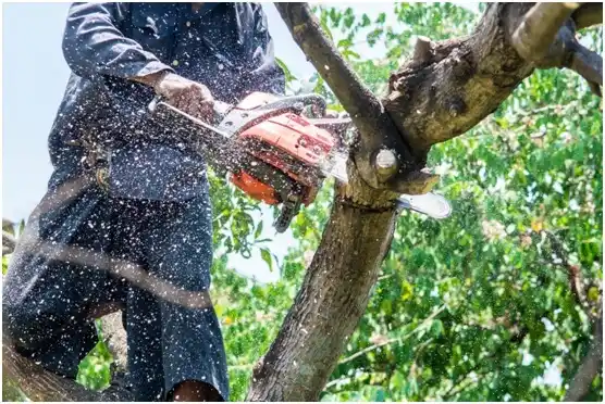 tree services Melrose